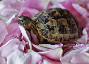 Est-ce qu'une tortue a besoin de compagnie ?