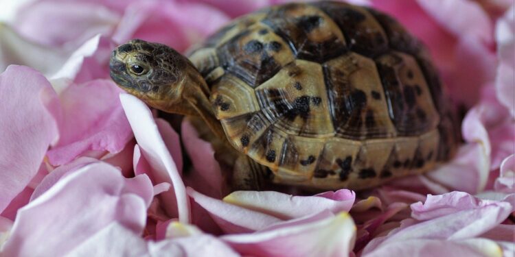 Est-ce qu'une tortue a besoin de compagnie ?