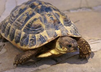Est-ce qu'une tortue a besoin de compagnie ?