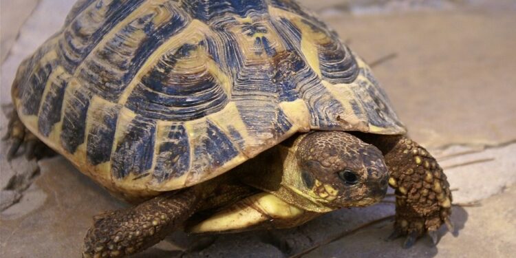 Est-ce qu'une tortue a besoin de compagnie ?