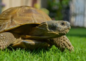 Est-ce qu'une tortue a besoin de compagnie ?