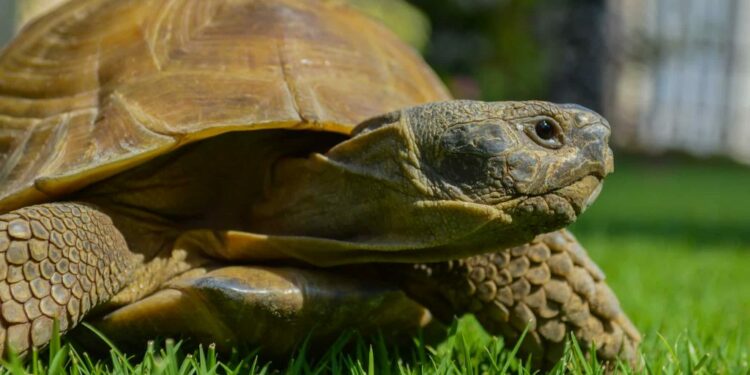 Est-ce qu'une tortue a besoin de compagnie ?