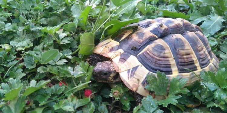 Est-ce qu'une tortue d'eau mange tous les jours ?