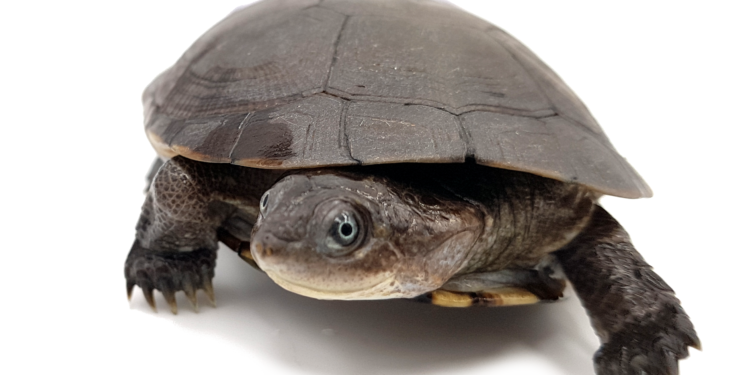 Est-ce qu'une tortue dort beaucoup ?