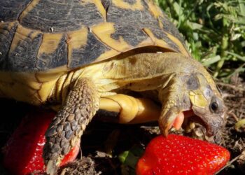 Est-ce qu'une tortue mange beaucoup ?