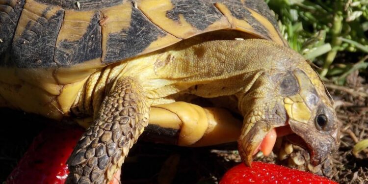 Est-ce qu'une tortue mange beaucoup ?