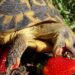 Est-ce qu'une tortue mange beaucoup ?