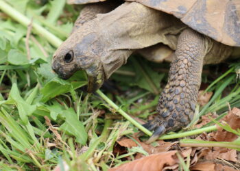 Est-ce qu'une tortue mange tous les jours ?