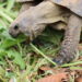 Est-ce qu'une tortue mange tous les jours ?