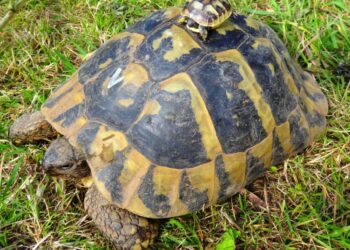 Est-ce qu'une tortue mange tous les jours ?
