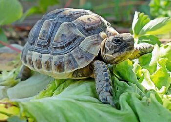 Est-ce qu'une tortue mange tous les jours ?