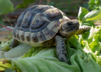 Est-ce qu'une tortue peut vivre en appartement ?