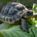 Est-ce qu'une tortue peut vivre en appartement ?