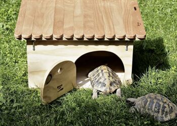 Est-ce qu'une tortue s'ennuie ?