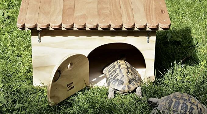 Est-ce qu'une tortue s'ennuie ?