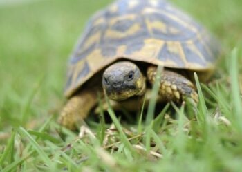 Est-ce qu'une tortue s'ennuie ?