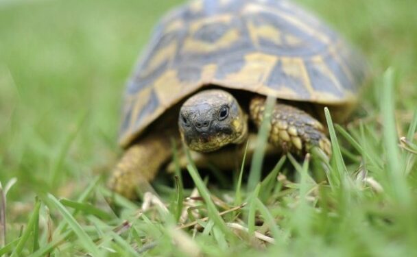 Est-ce qu'une tortue s'ennuie ?