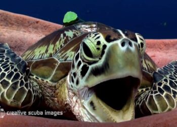 Est-ce qu'une tortue s'ennuie ?