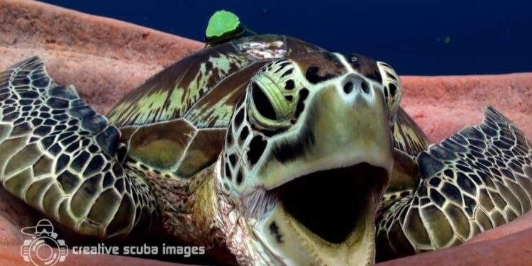 Est-ce qu'une tortue s'ennuie ?