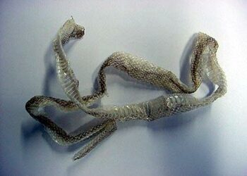 Est-ce qu'une vipère attaque ?