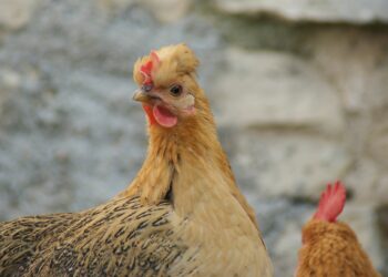 Est-ce rentable d'avoir des poules chez soi ?