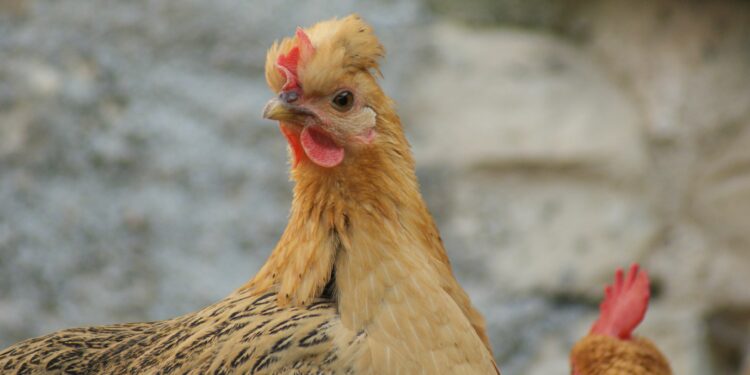 Est-ce rentable d'avoir des poules chez soi ?