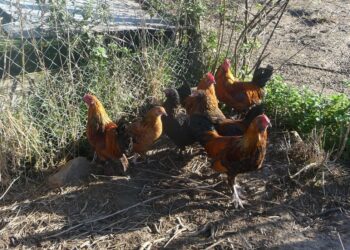 Est-ce rentable d'avoir des poules chez soi ?