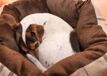 Est-ce trop froid pour un chien ?