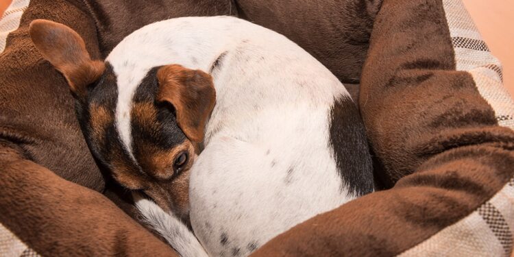 Est-ce trop froid pour un chien ?