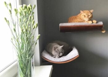 Est-il bon d'avoir un chat chez soi ?