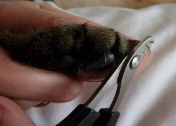 Est-il bon de couper les griffes d'un chat ?