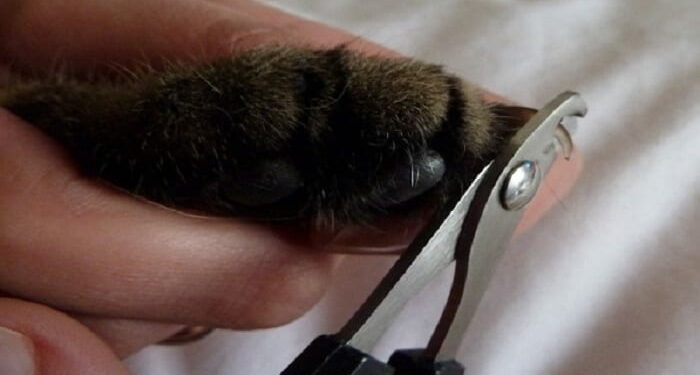 Est-il bon de couper les griffes d'un chat ?