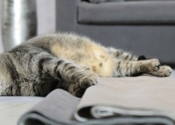 Est-il bon de couper les griffes d'un chat ?