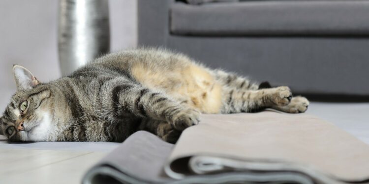 Est-il bon de couper les griffes d'un chat ?