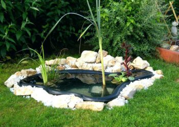 Est-il bon de donner du pain aux poissons ?