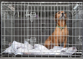 Est-il bon de mettre un chien dans une cage ?