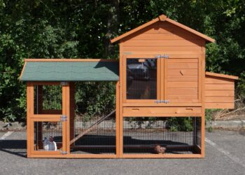 Est-il interdit d'avoir des poules dans son jardin ?