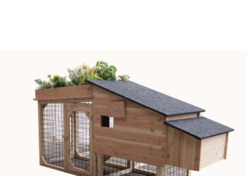 Est-il interdit d'avoir des poules dans son jardin ?