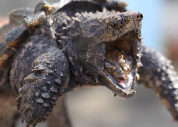 Est-il interdit d'avoir une tortue de terre ?