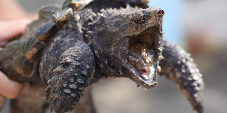 Est-il interdit d'avoir une tortue de terre ?