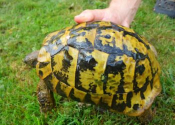 Est-il légal d'avoir une tortue ?