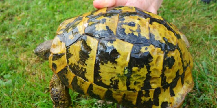 Est-il légal d'avoir une tortue ?