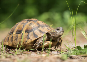 Est-il légal d'avoir une tortue de terre ?