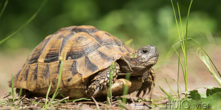 Est-il légal d'avoir une tortue de terre ?