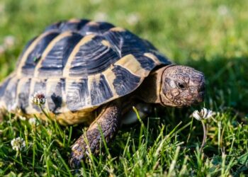 Est-il légal d'avoir une tortue de terre ?