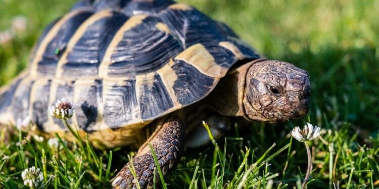 Est-il légal d'avoir une tortue de terre ?