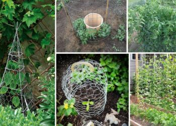 Est-il obligatoire de déclarer ses poules en mairie ?