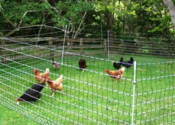 Est-il obligatoire de déclarer ses poules en mairie ?