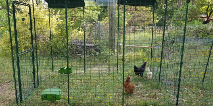 Est-il obligatoire de déclarer ses poules en mairie ?