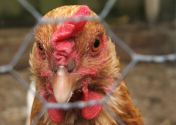 Est-il obligatoire de déclarer ses poules en mairie ?